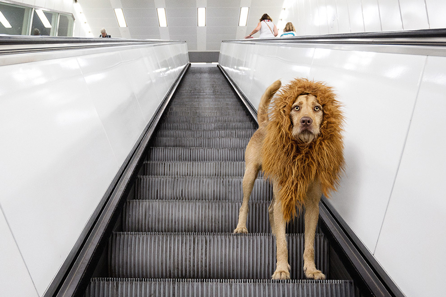 „Grossstadtlöwe“ Eine Fotoserie mit Hund und Löwenmähne Tyrosize
