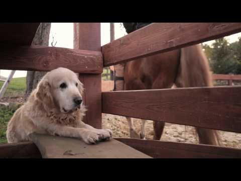 &quot;Slow Life&quot; Ã¼ber Hund Anton, eingereicht von Oliver