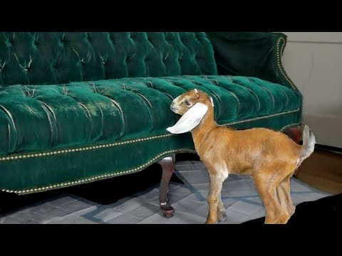 Baby Goat Learns to Jump on Couch