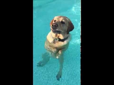 My dog standing and walking in the pool!