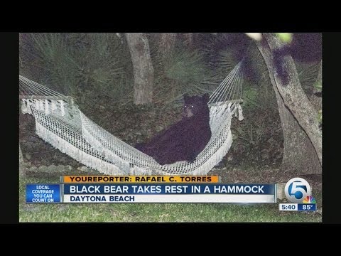 Black bear takes rest in a hammock