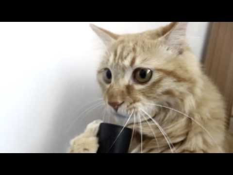 Cat Plays with Vacuum Cleaner
