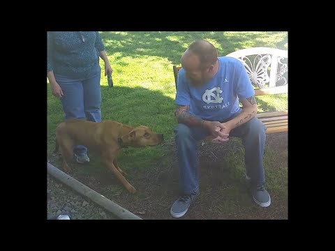 Dog Excited to Be Reunited with Owner