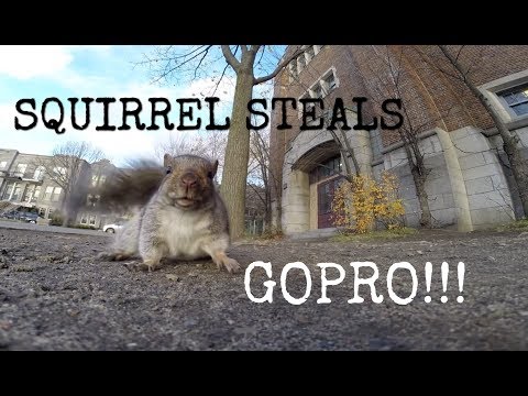A squirrel nabbed my GoPro and carried it up a tree (and then dropped it)