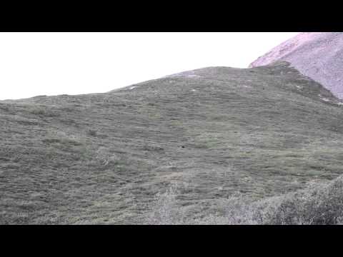 Grizzly Bear rolling down a hill at Denali National Park.