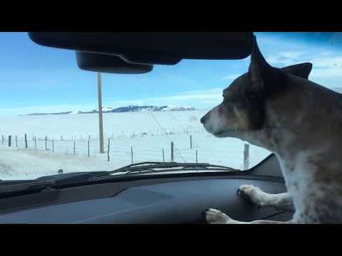 Pronghorn running down Highway 41 in Montana