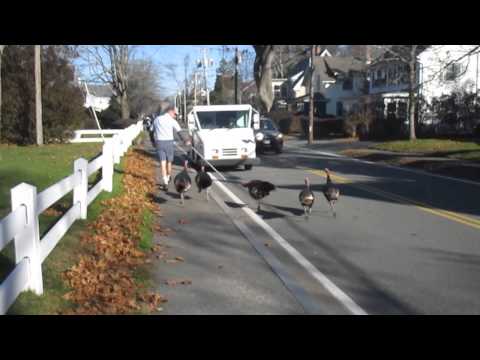 Turkeys Attack Falmouth mailman &quot;Every day.&quot;