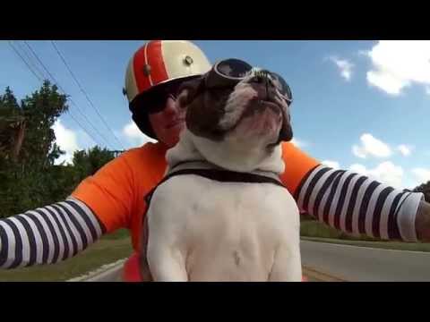 Sweets the English Bulldog see&#039;s a biker wave at us and she waves back ALL ON HER OWN!!!