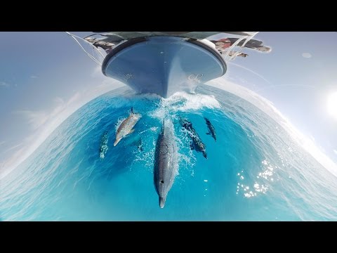 GoPro VR: Swimming with Wild Dolphins in the Ocean