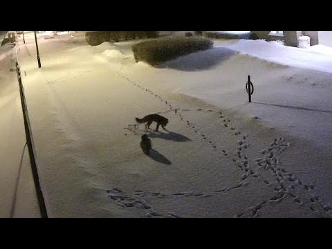 Owl vs. fox in unlikely match in the middle of a winter night