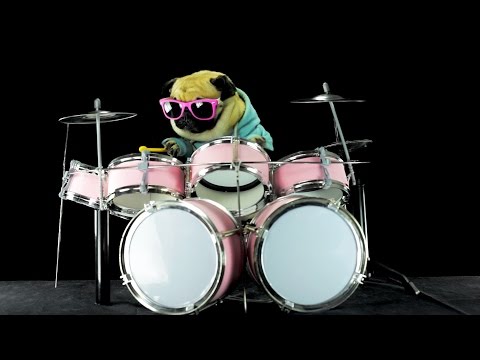 Dog is playing drums - Metallica Enter Sandman