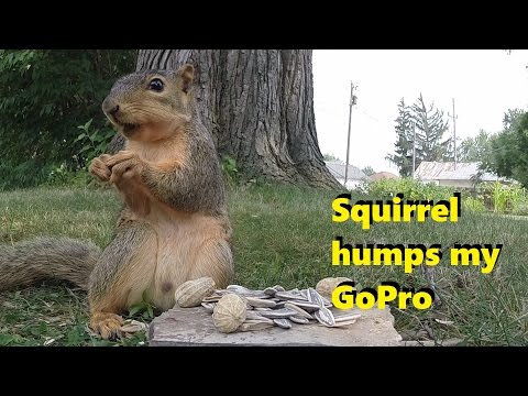 Squirrel Humps My GoPro