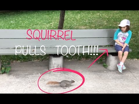 A World First - pulling a tooth using a LIVE SQUIRREL!