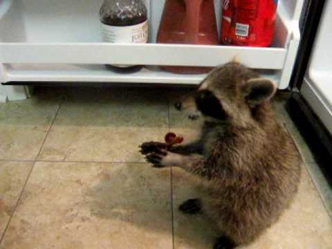 baby raccoon eating grapes