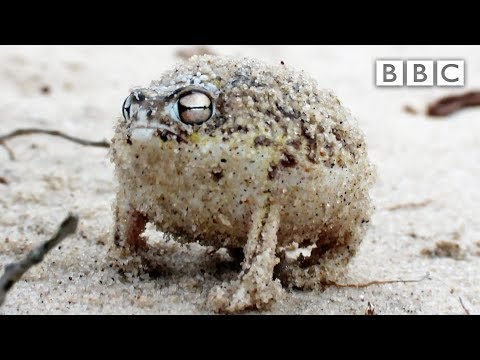 Angry Squeaking Frog - Super Cute Animals: Preview - BBC One