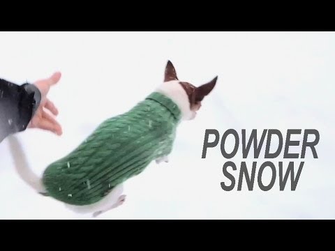 Why chihuahuas don&#039;t run on the snow?