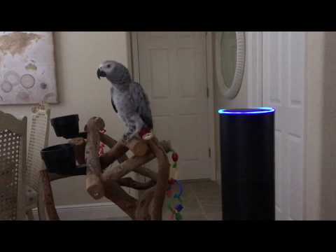 Alexa. All lights on. Petra the African Grey controls the Amazon Echo &amp; turns lights on.
