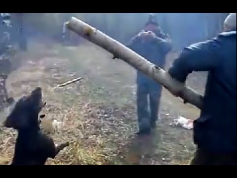 Dog Fetches Biggest Stick Ever / Ð¡Ð¾Ð±Ð°ÐºÐ° Ð¸ Ð±ÑÐµÐ²Ð½Ð¾