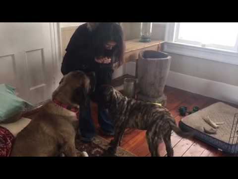 Dog teaches brother master sit