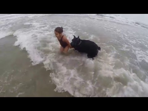 Giant schnauzer looking out for my daughter at dog beach