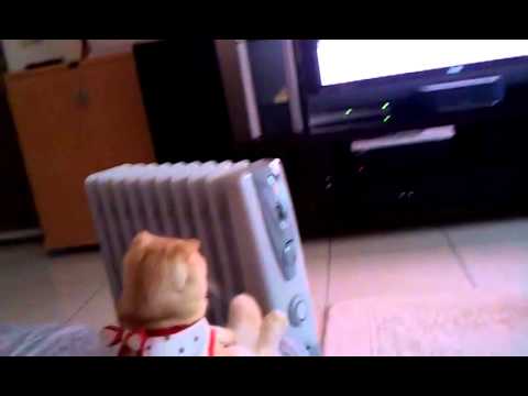 Stop Arguing For Even Going To Watch TV - Cat Watches TV