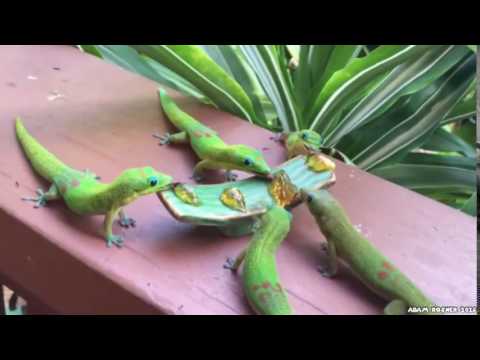 Madagaskar Gecko&#039;s with Yoshi sounds