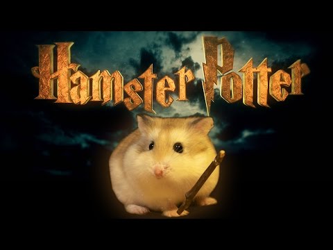 Hamster Potter - &#039;Harry Potter&#039; with Hamsters