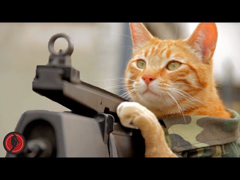 Medal of Honor Cat