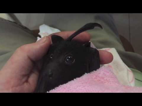 Baby bat&#039;s first taste of fruit: this is Asha