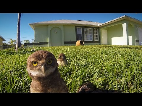 GoPro: Owl Dance-Off
