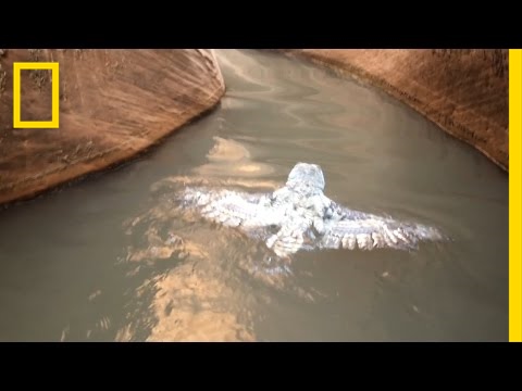 Watch: Owl &#039;Swims&#039; for Its Life in Rare Video | National Geographic