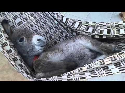 Donkey In A Hammock || ViralHog