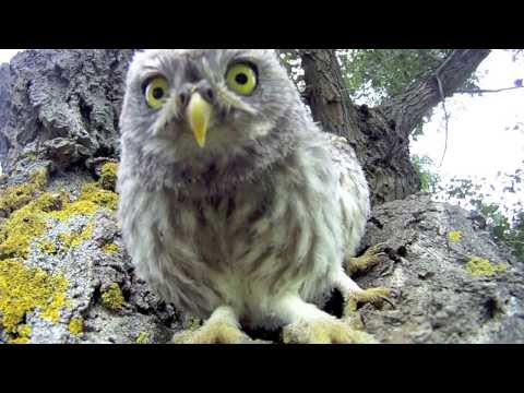 BÃ©bÃ© Chouette Attaque - Cute Baby Owl Attack !
