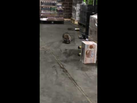 Drunk Racoon