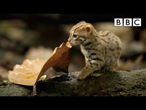 World&#039;s smallest cat - Big Cats: Preview - BBC One