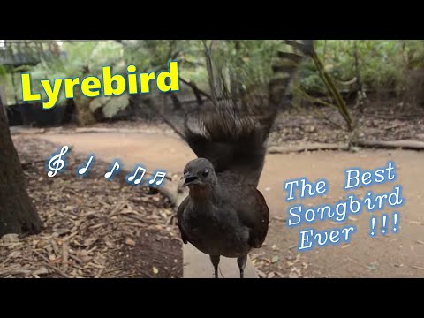 Lyrebird: The Best Songbird Ever!