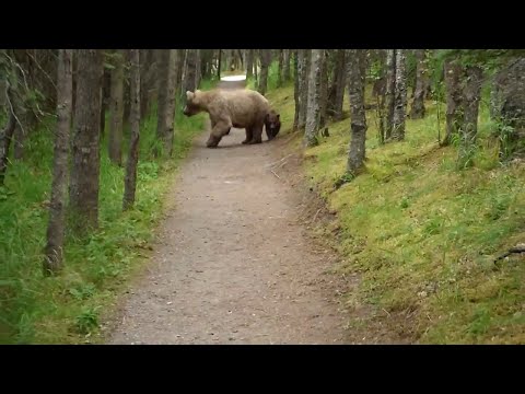 Hiking With Bears || ViralHog