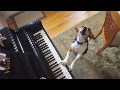 Buddy Mercury Up Close &amp; Personal Singing Beagle Basset Hound Mix!