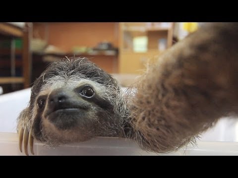 Sloth Takes a Selfie