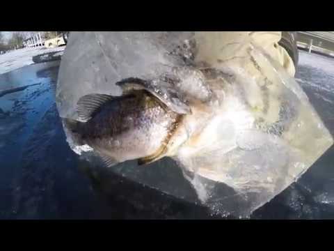 Cutting Out a Pike Eating a Bass Frozen in Ice