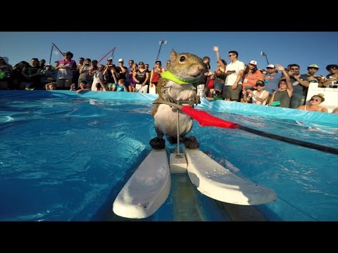 GoPro: Twiggy the Waterskiing Squirrel