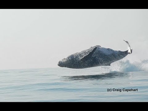 40 Ton Humpback Whale Leaps Entirely Out of the Water! A Video by Craig Capehart