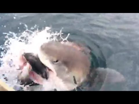 Shark Steals Fish off Fisherman&#039;s Line
