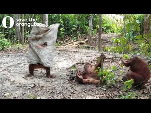 Hilarious orangutan does everything to get his friends attention