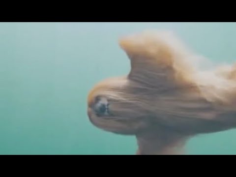 WTF Is That?: Video Of An Afghan Hound Underwater Â¿?