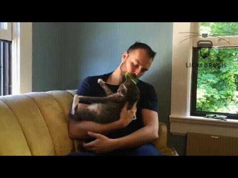 Licki Brush for your kitty!