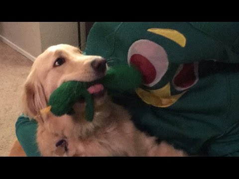 Guy dresses up as dog&#039;s favorite toy ORIGINAL