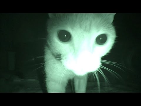 Purranormal Cativity