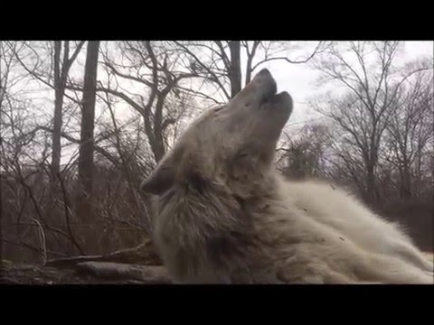 World&#039;s Laziest Wolf Howls