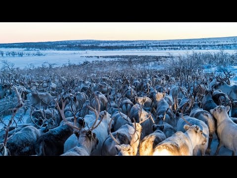 Stunning Reindeer Migration Captured by Drone
